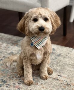 Cockapoo Puppies – Pets In the Country