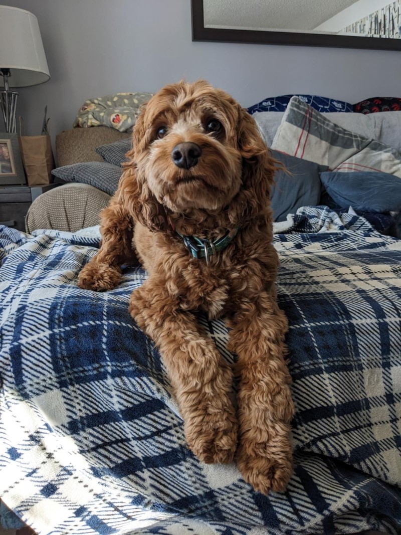 Cockapoo photos hot sale