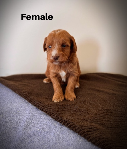 Female2aa