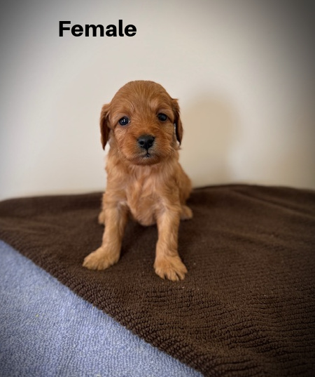 Female3aa