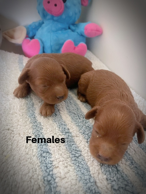 Femalesaa