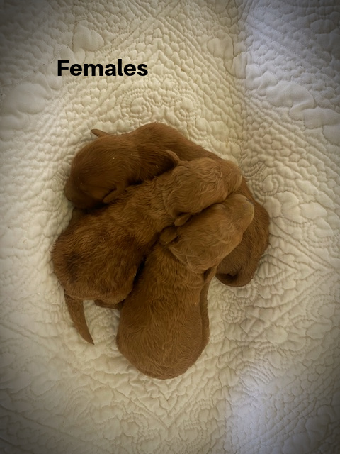Femalesaa