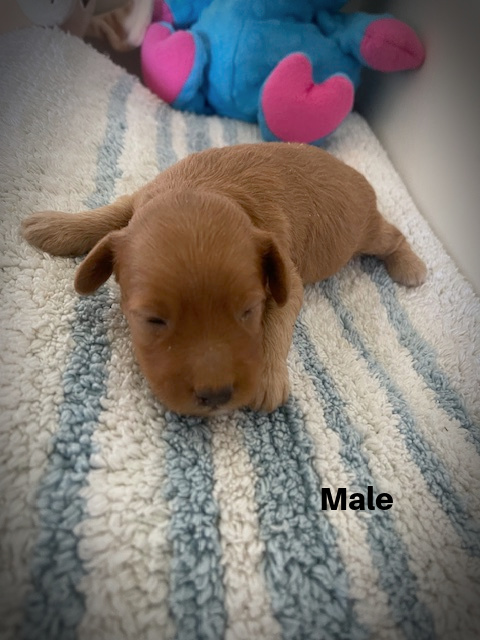 Male1aa