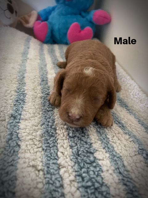 Male2aa
