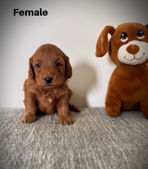 Female1aa