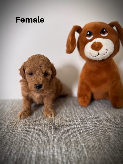 Female2aa