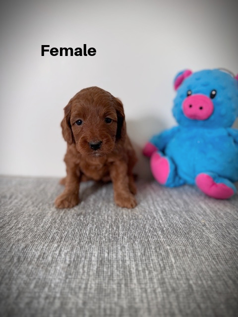 Female2aa