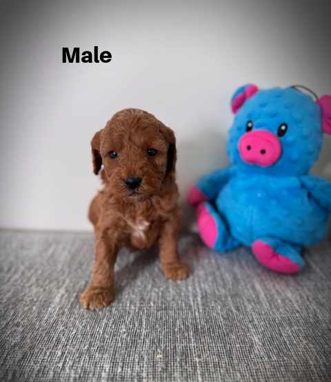 Male2aa
