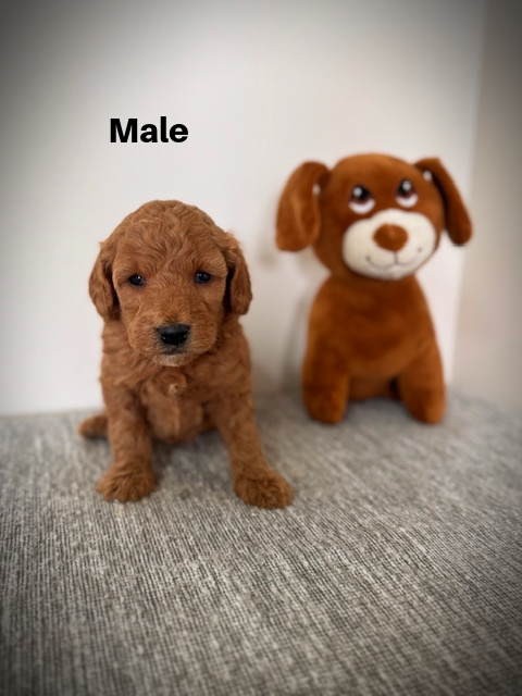 Male5aa