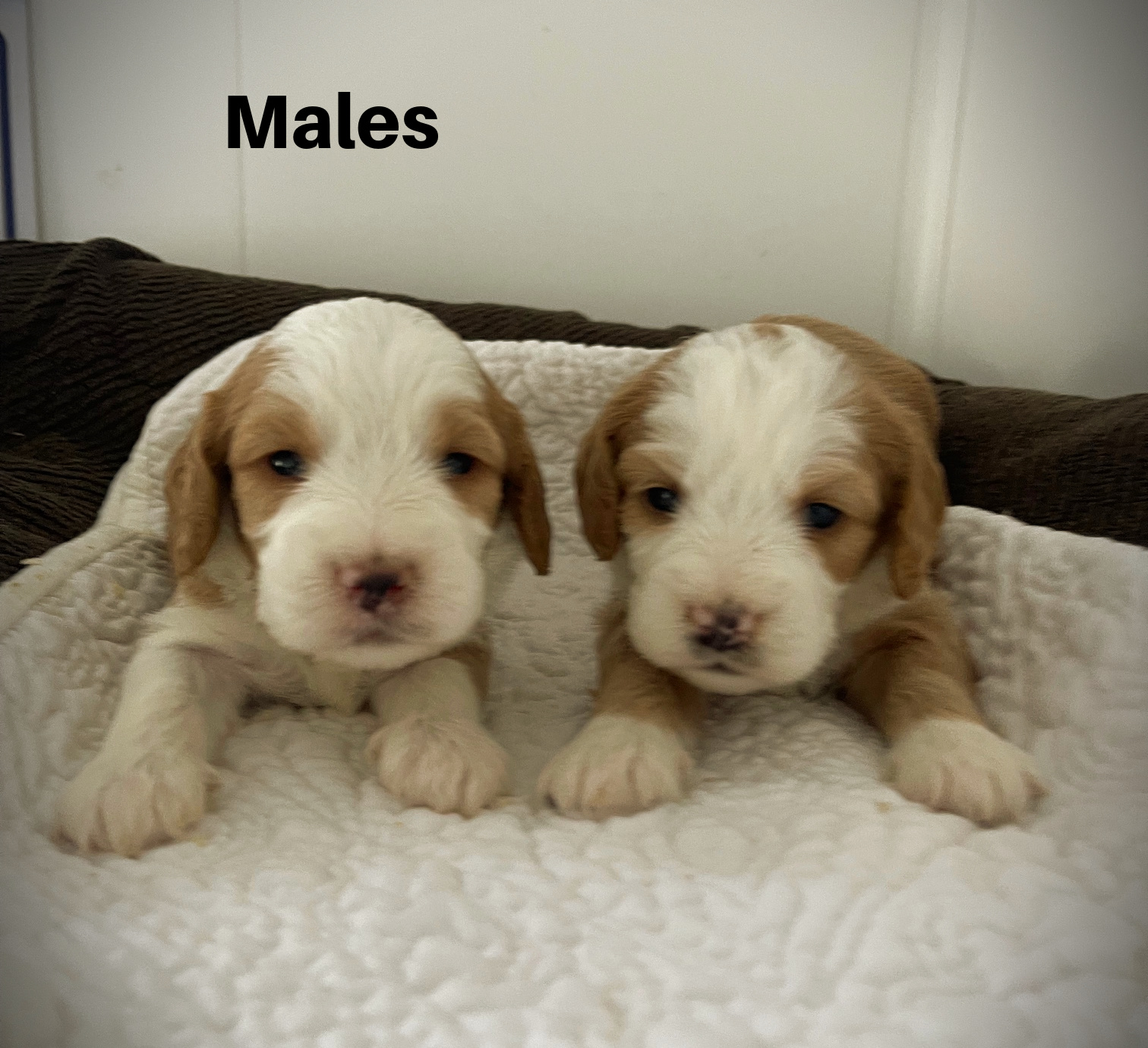 Male12aa