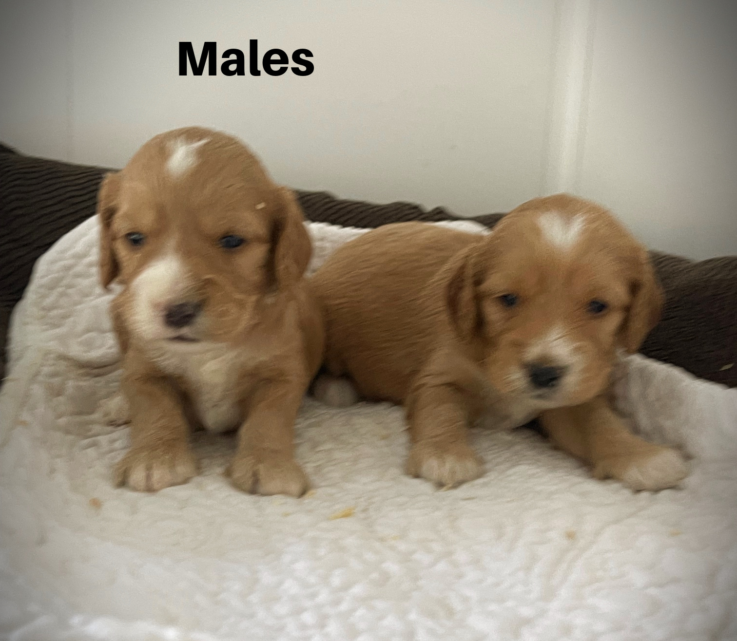 Male56aa