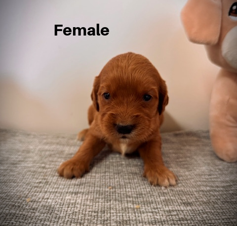 Female3a