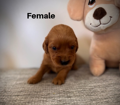 Female4aa
