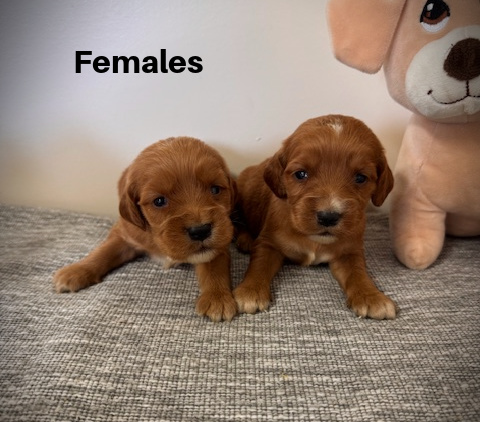 Females12aa