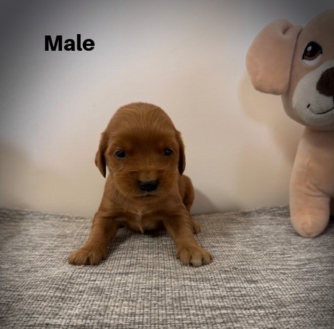 Male3aa