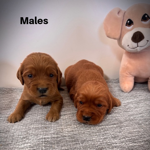 Males12aa