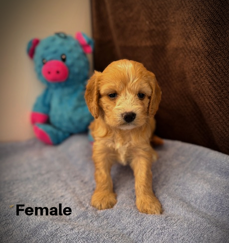 female1aa.jpg