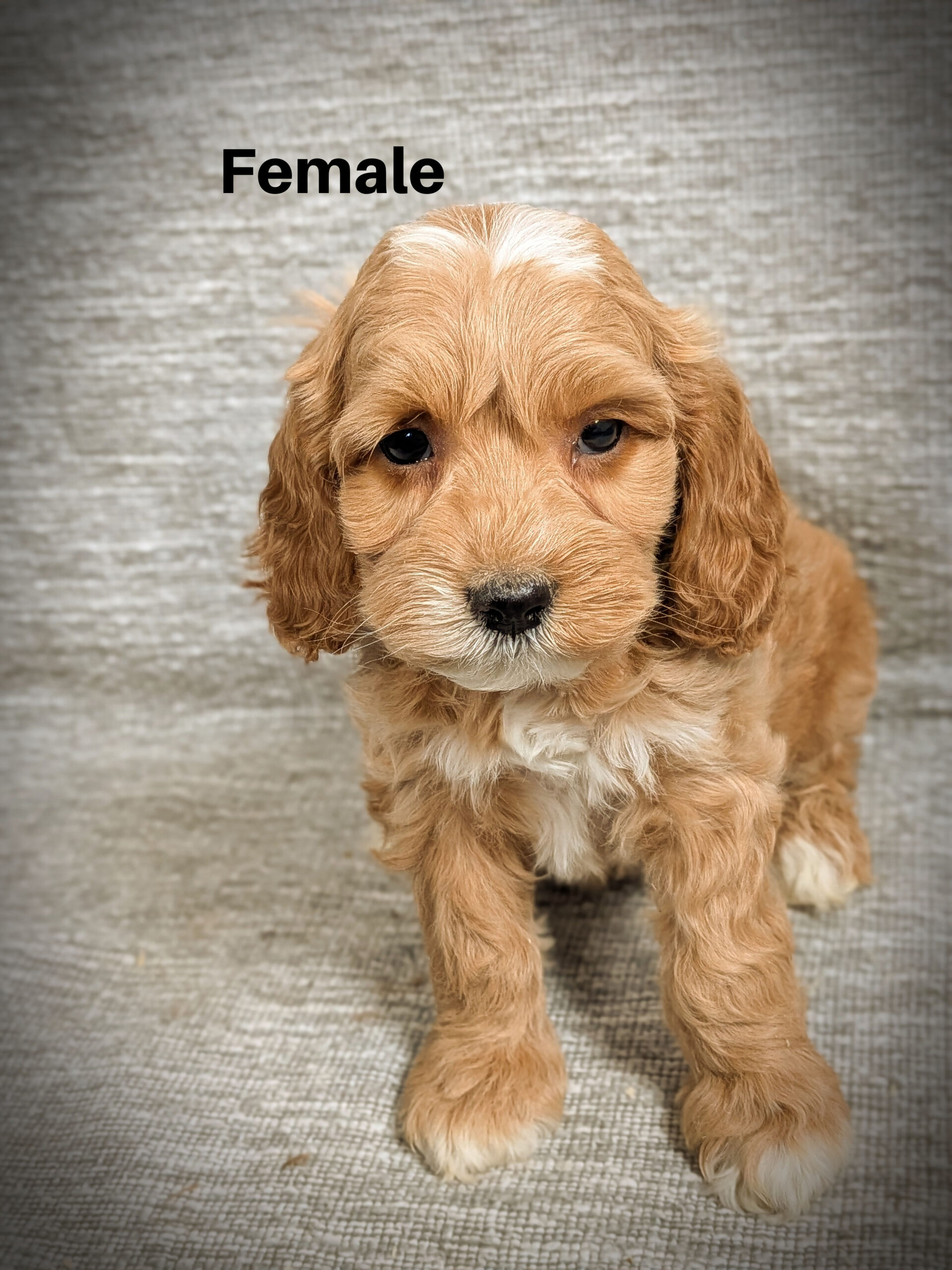 Female1aa