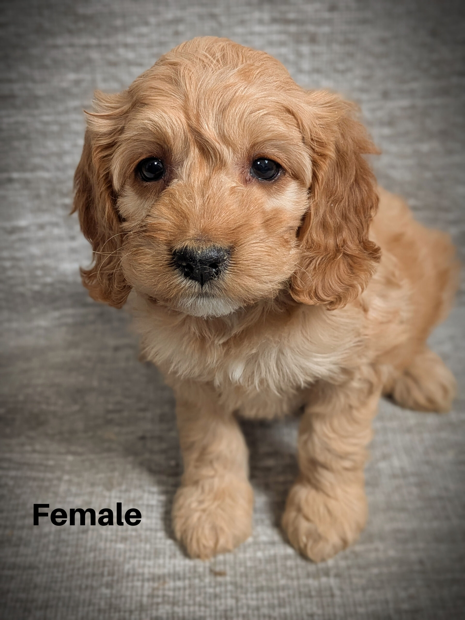 Female2aa