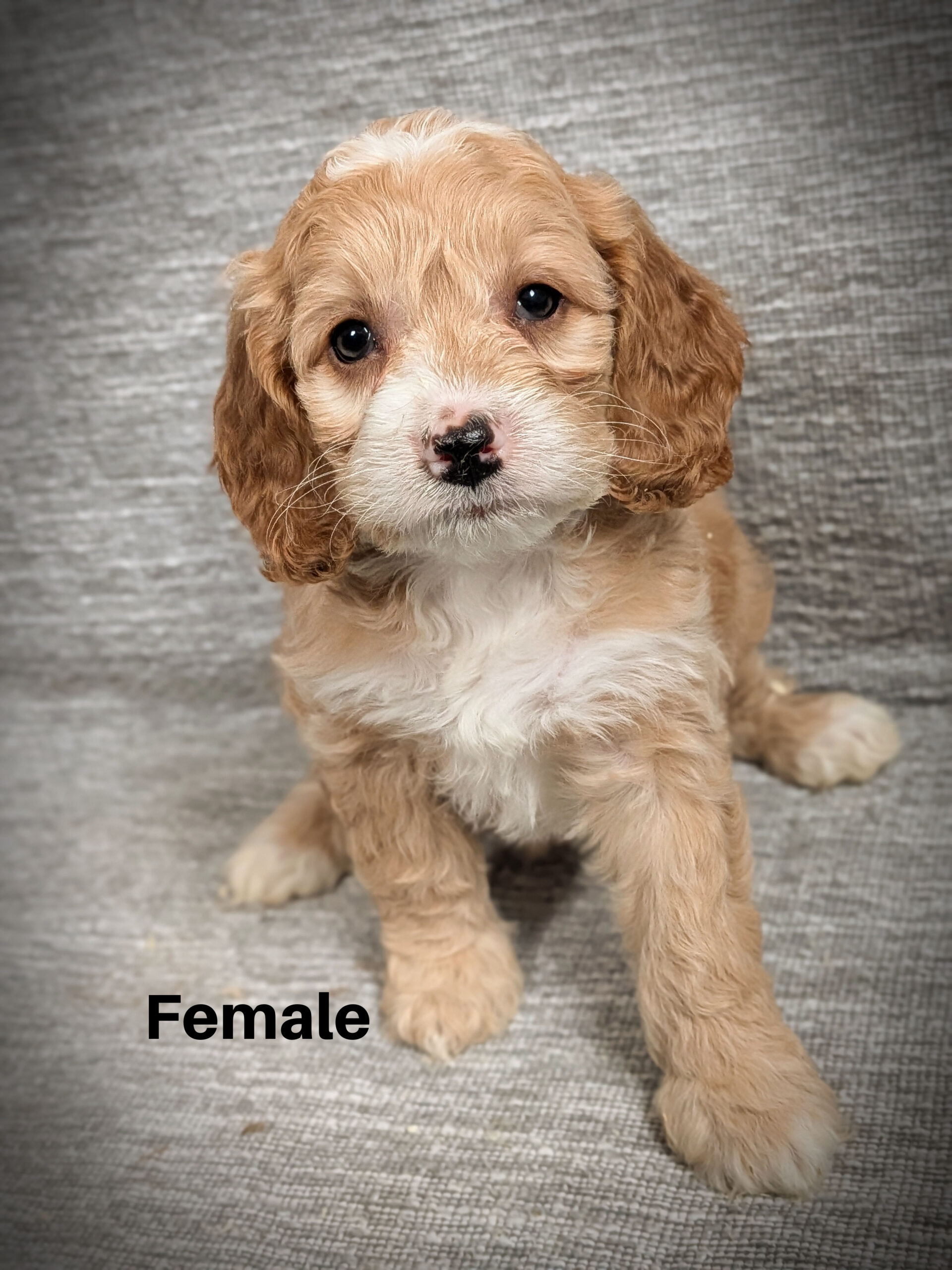 Female3aa