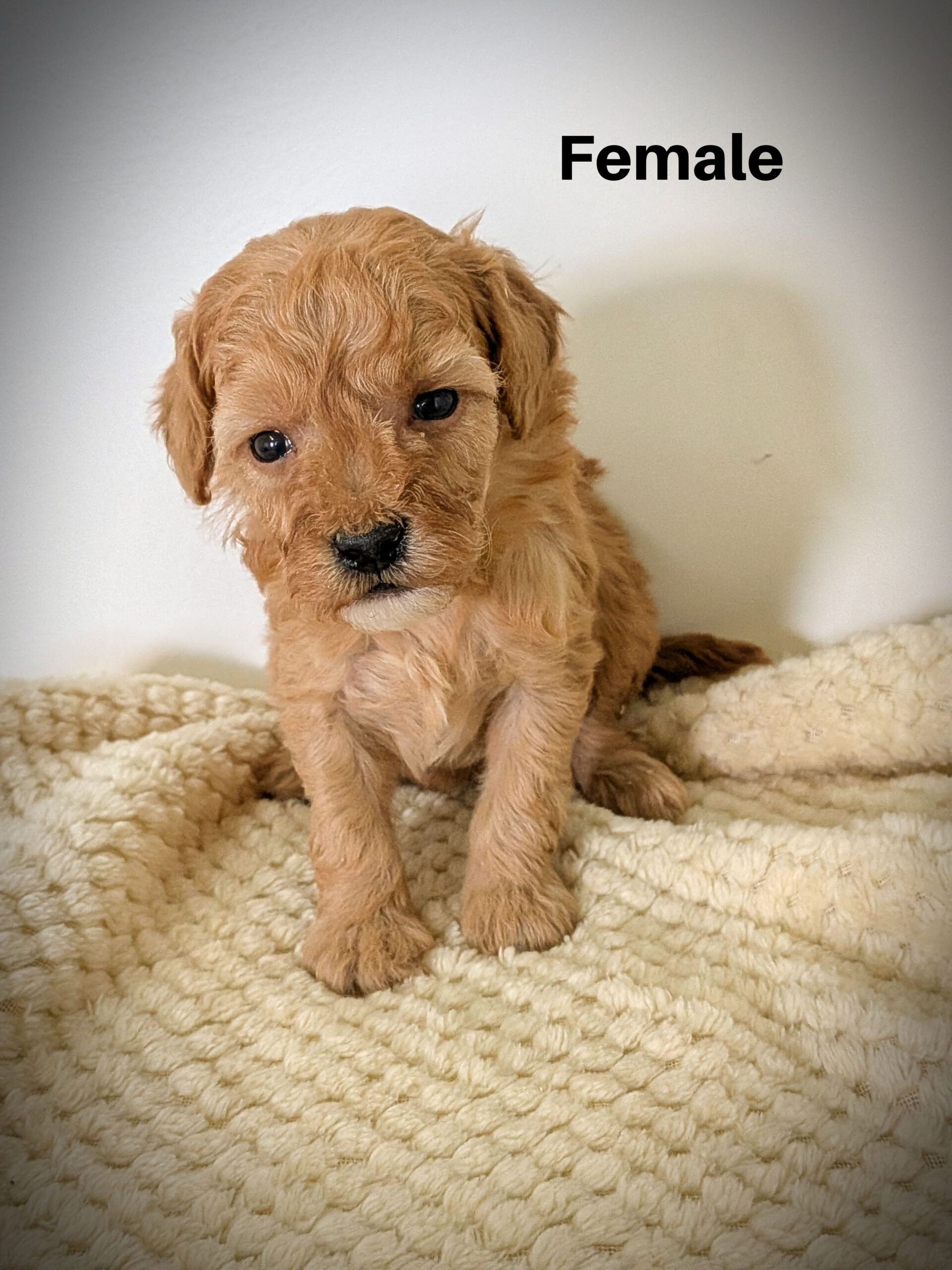 Female2aa