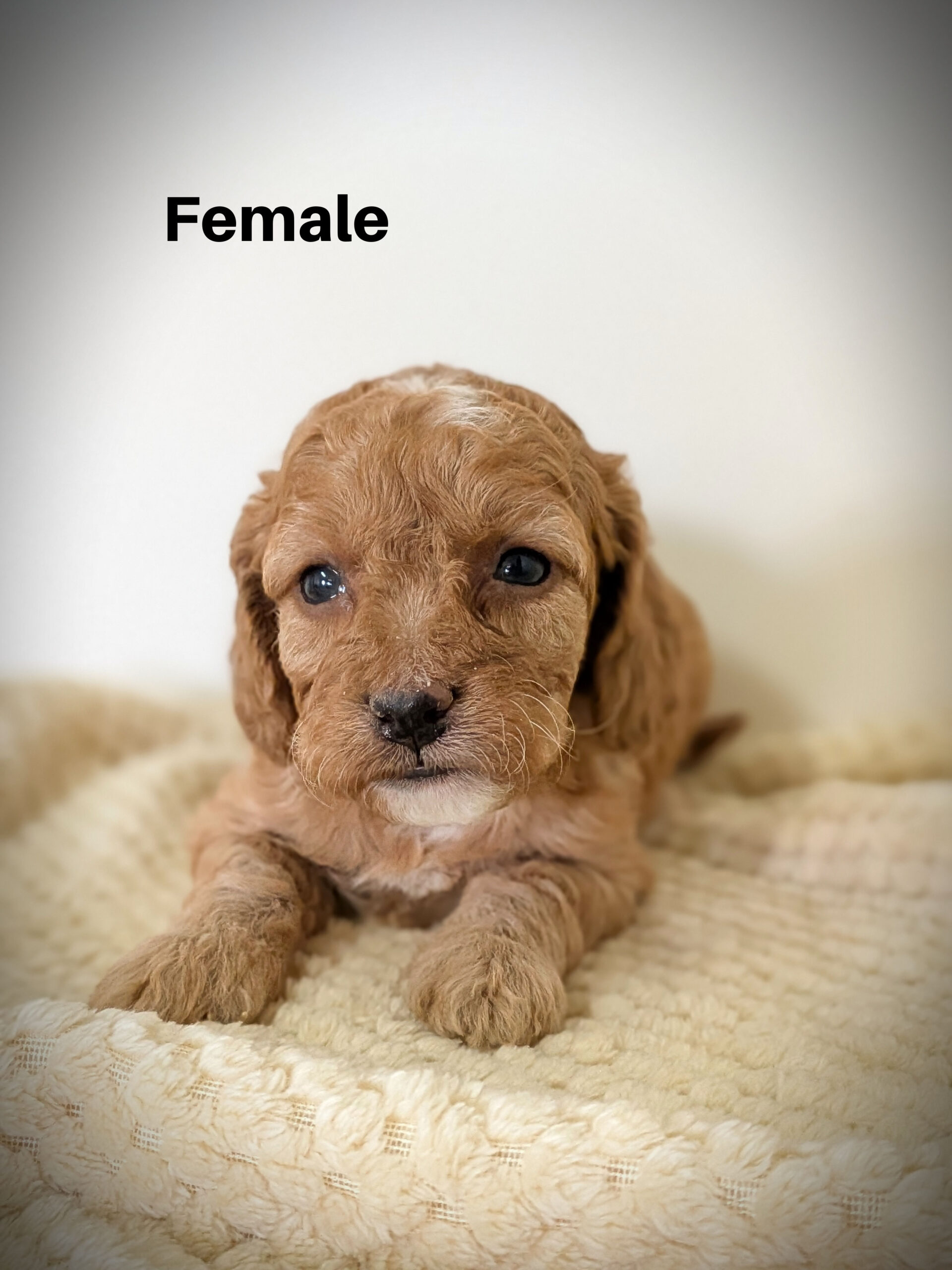Female3aa