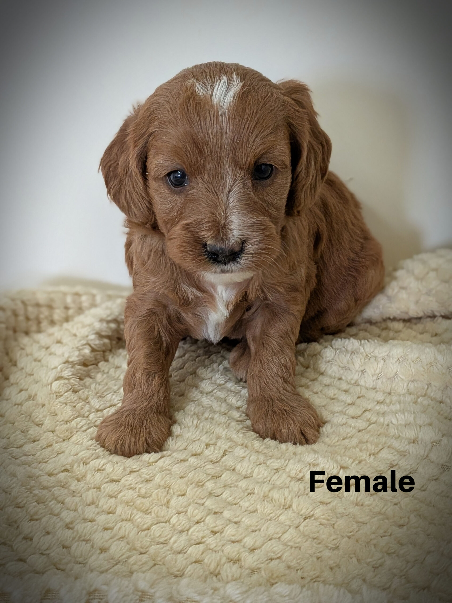 Female4aa
