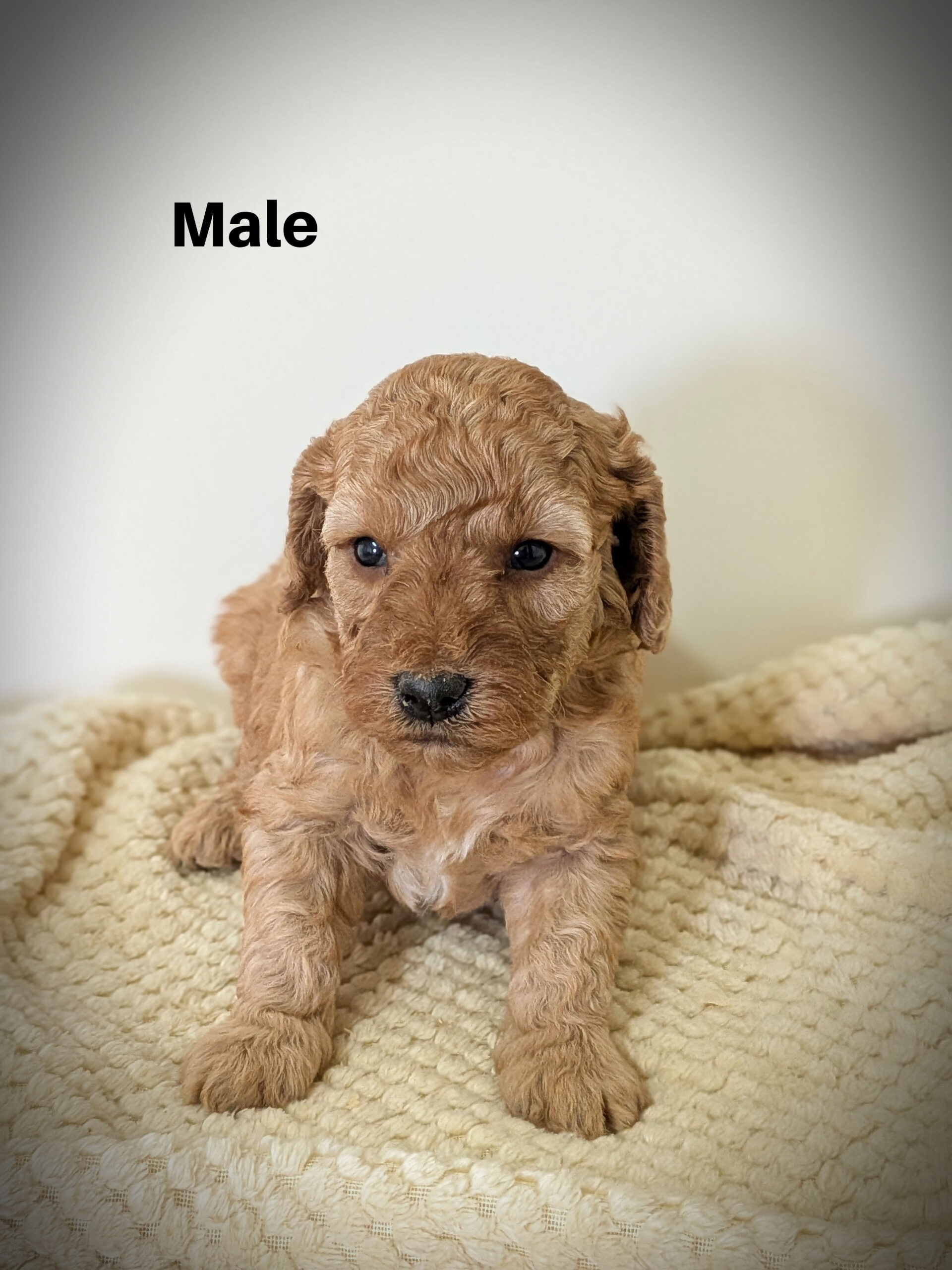 Male1aa