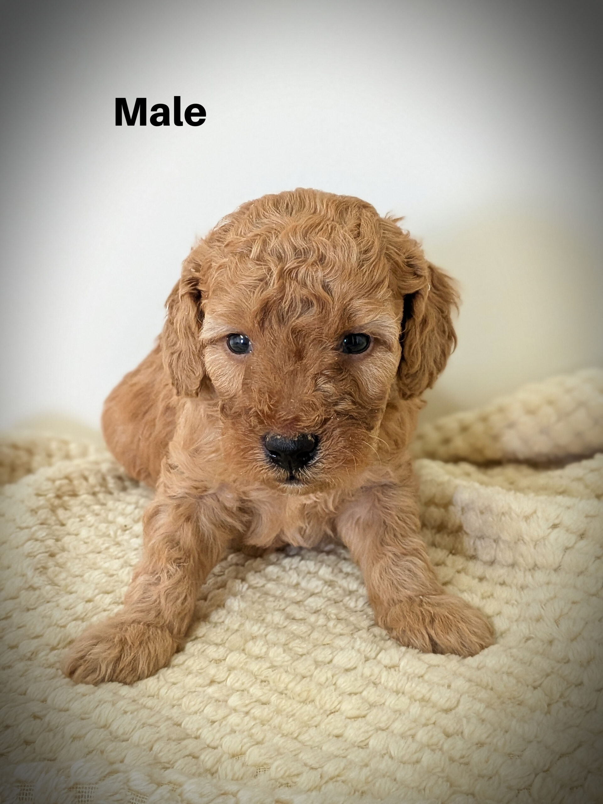 Male2aa