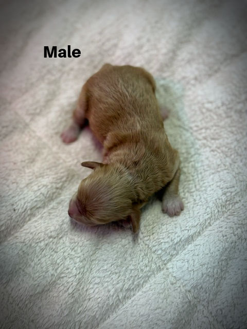 Malezaa