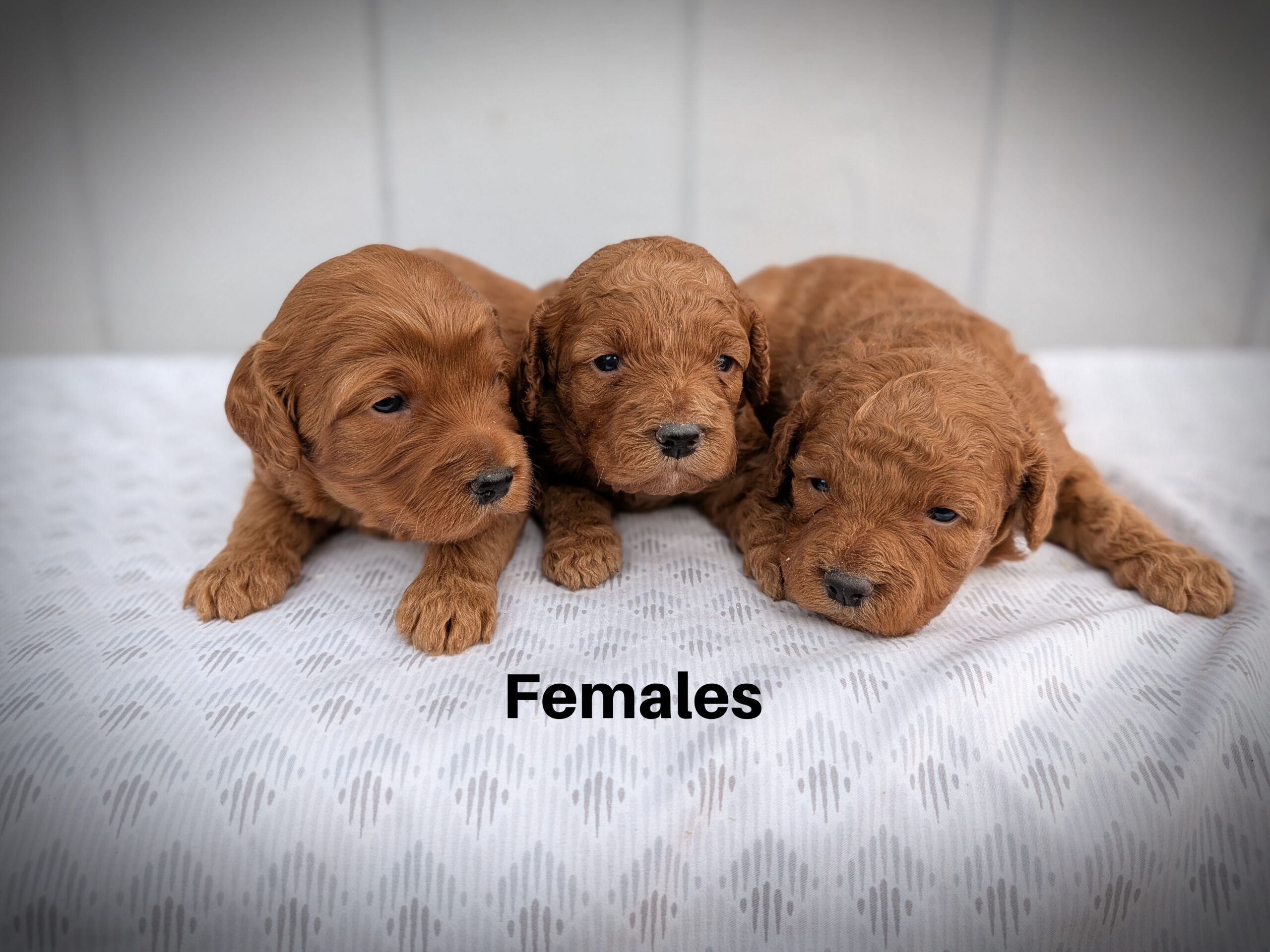 Femalesaa