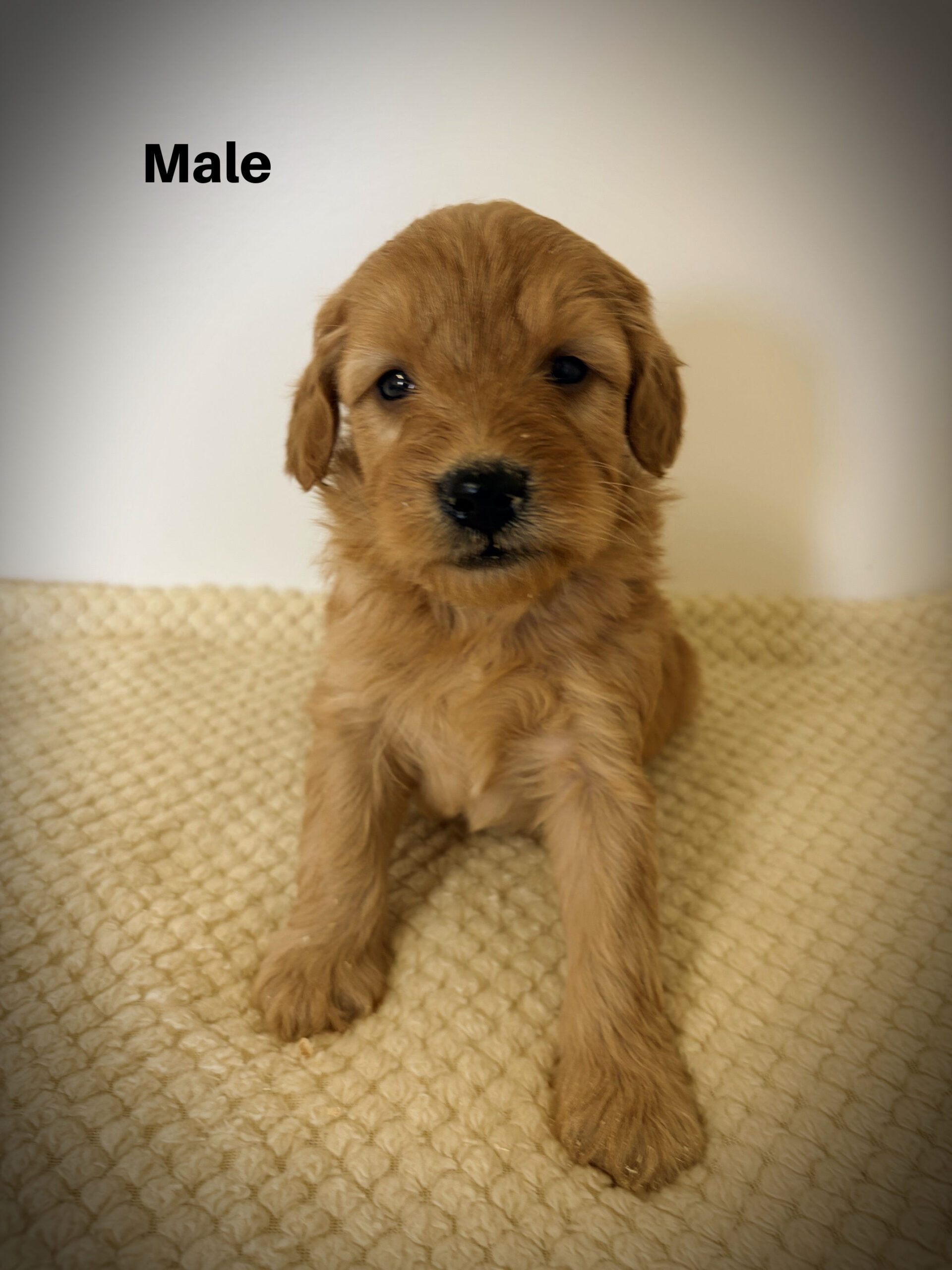 Male2aa