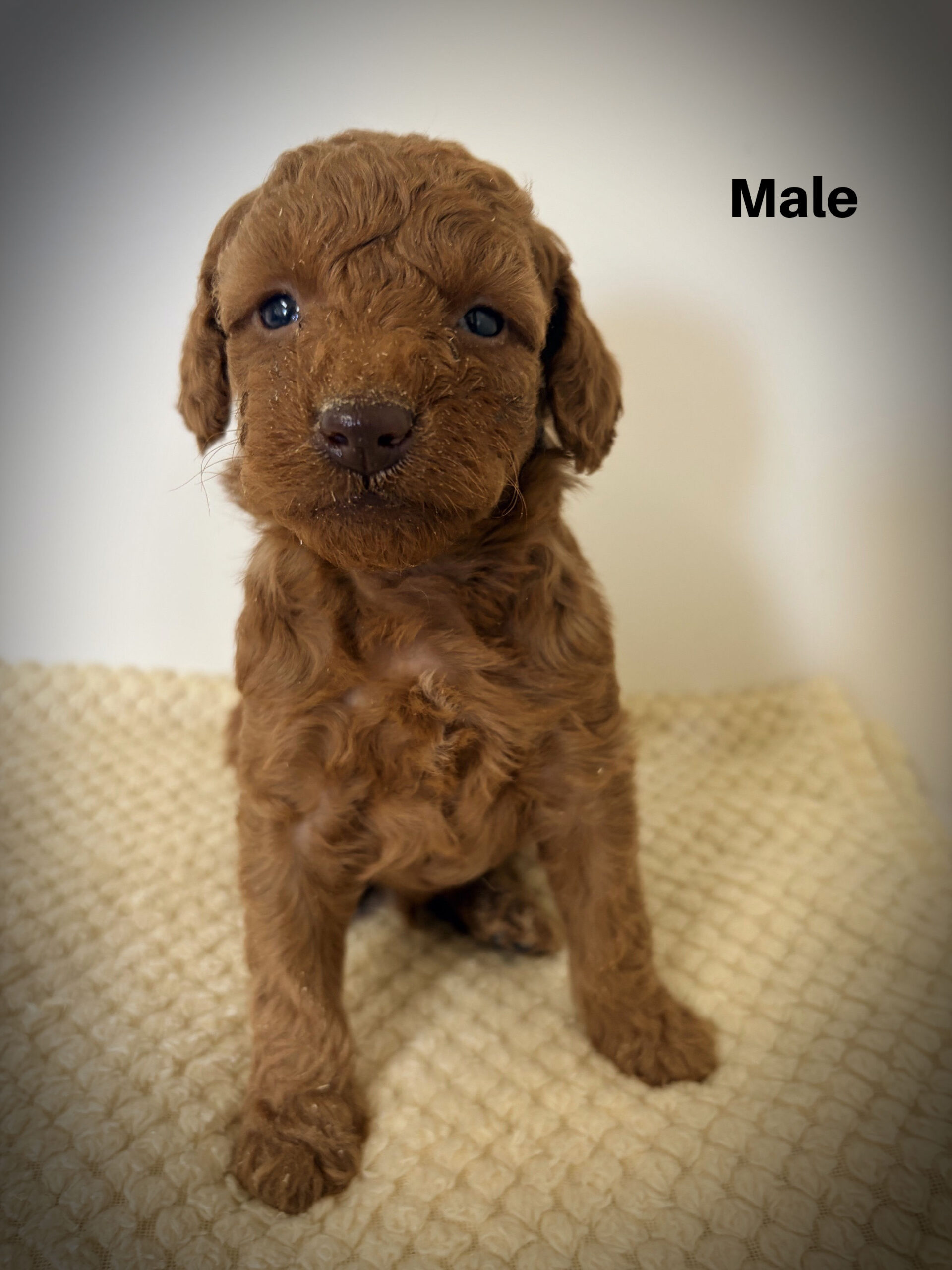 Male3aa