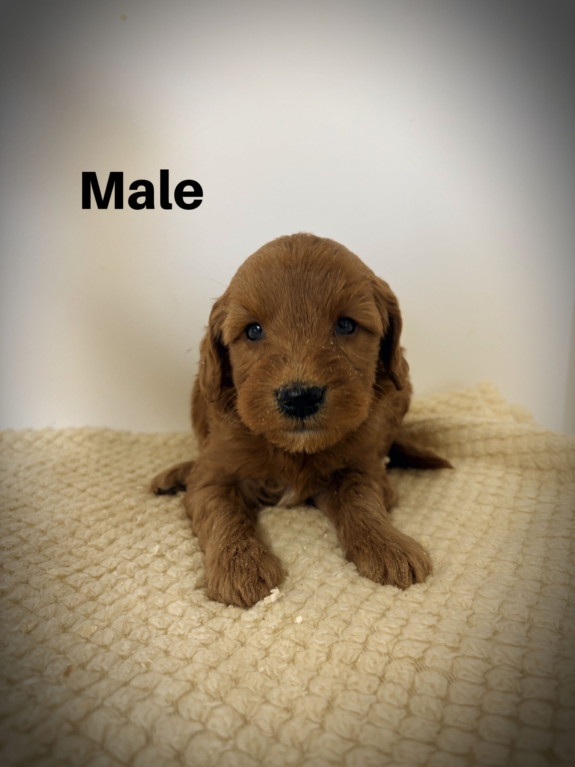 Male5aa