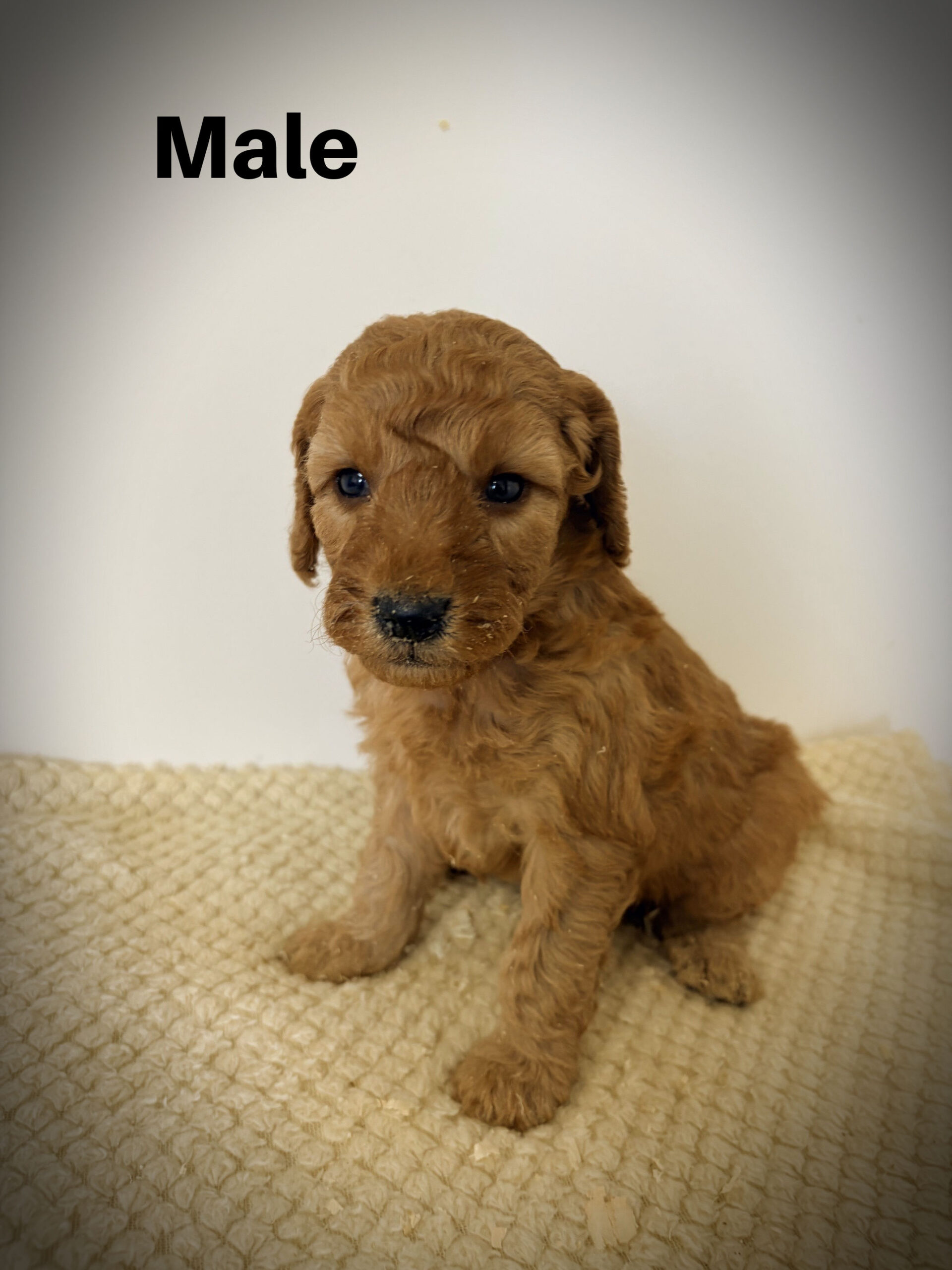 Male6aa