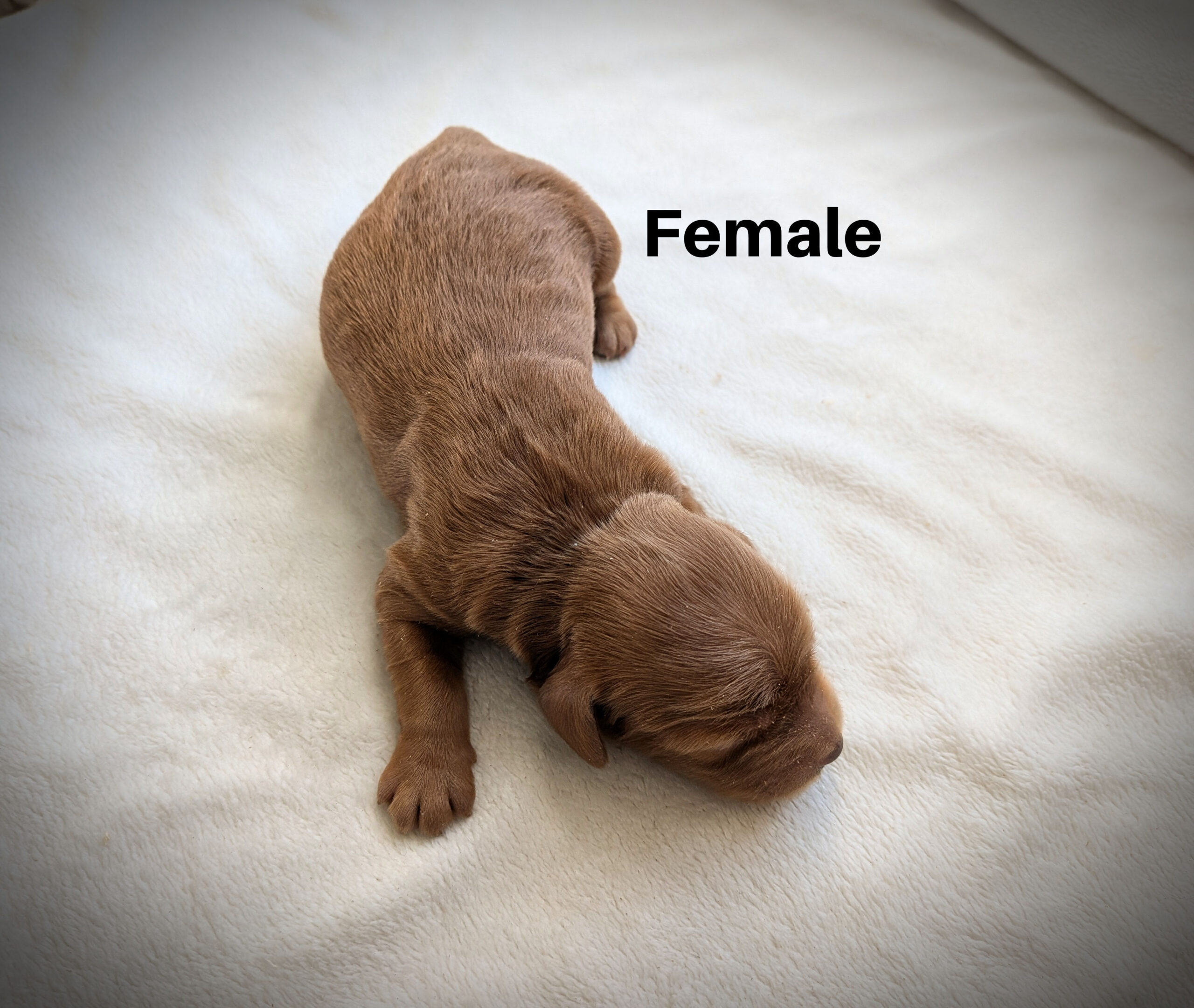 Female3aa