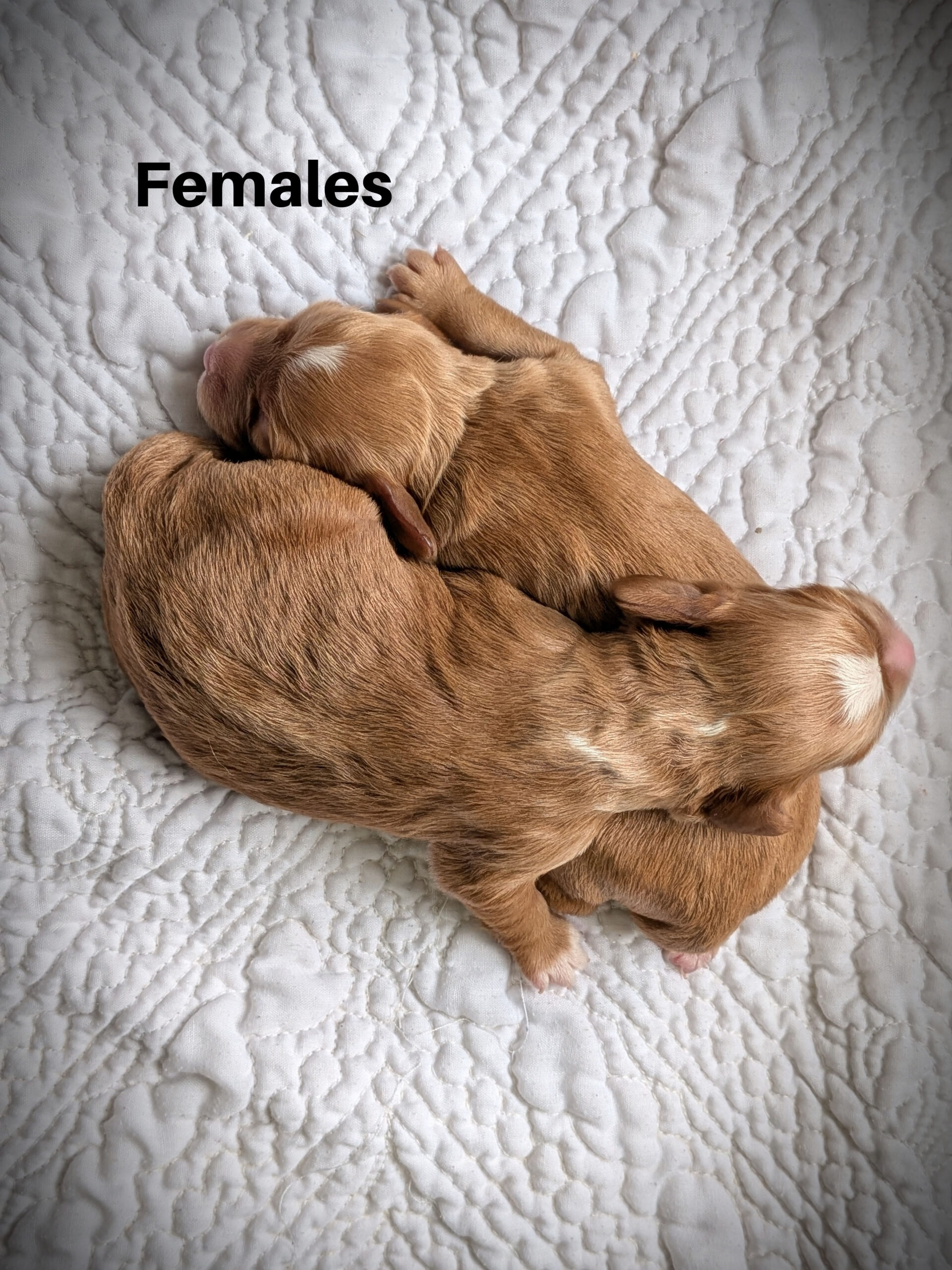 Femalesaa