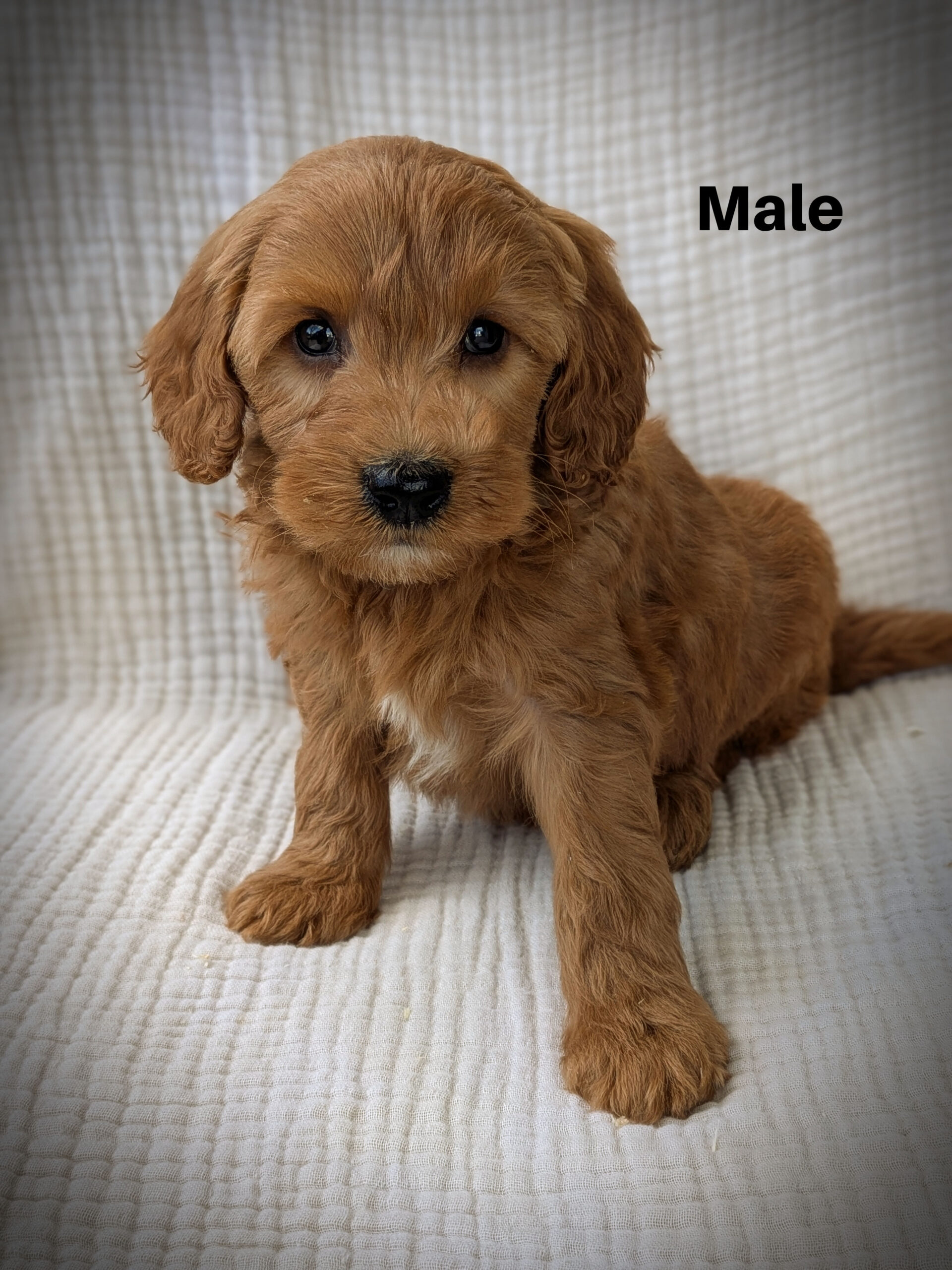 Male1aa