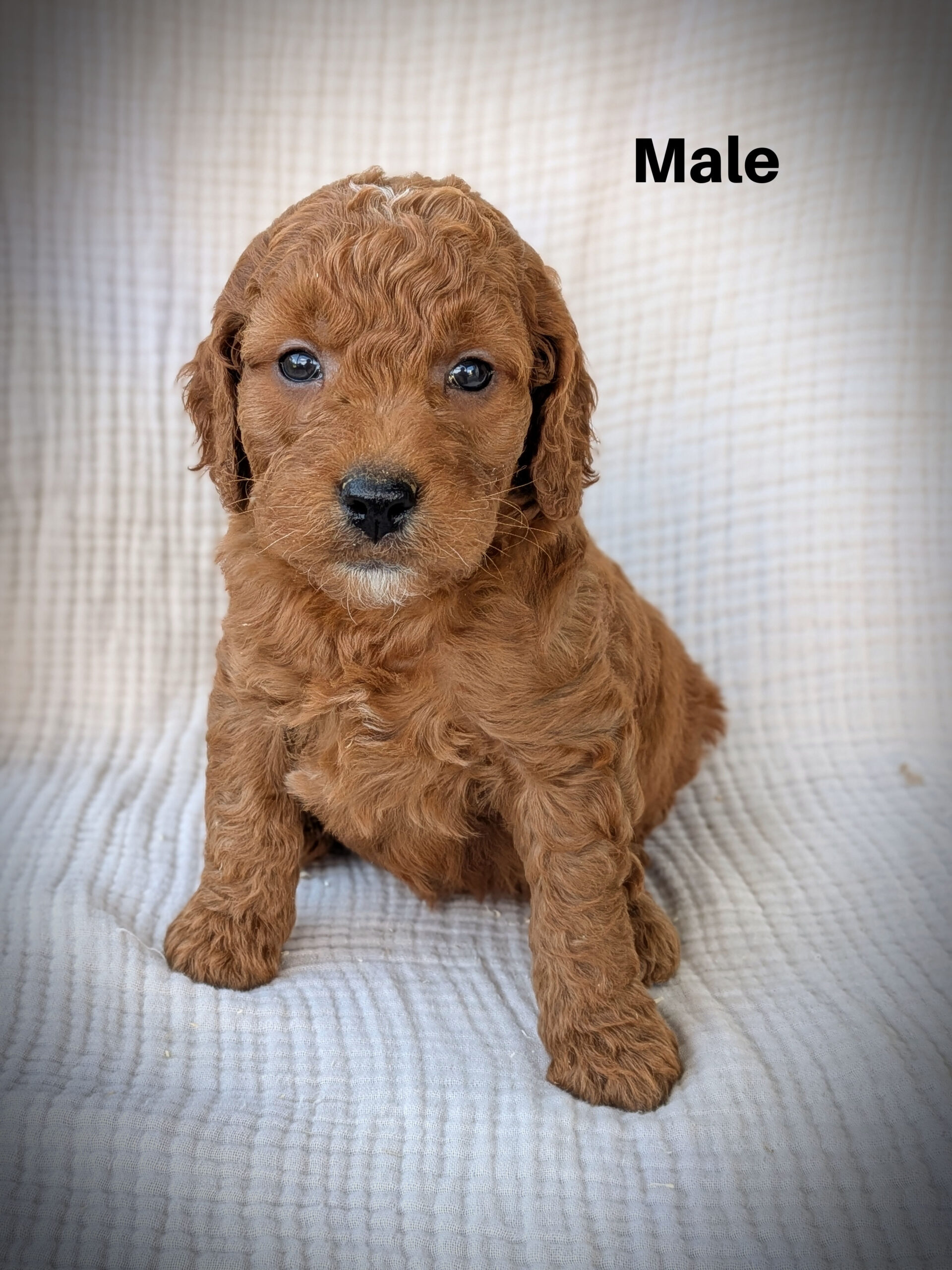 Male1aa