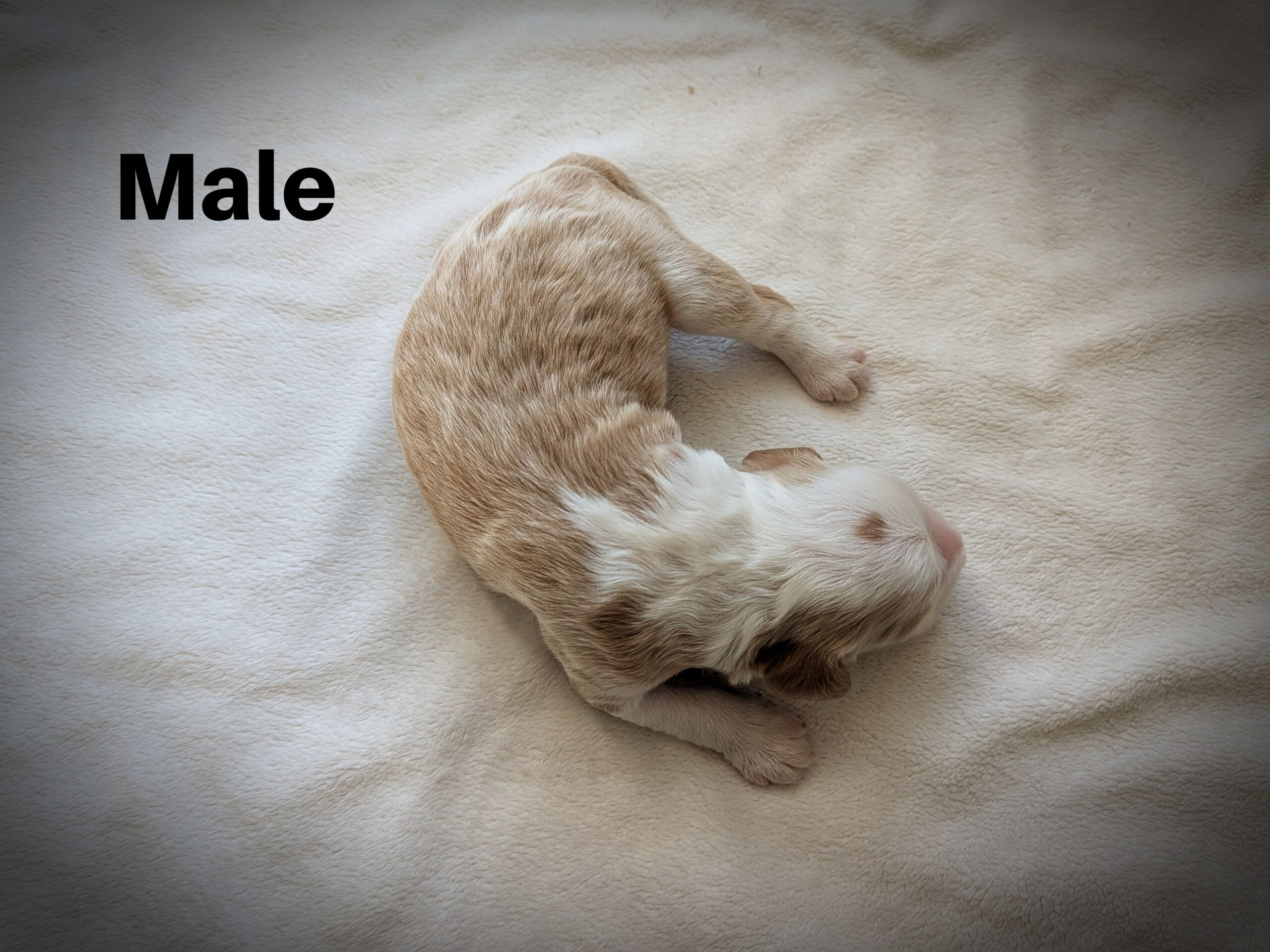 Male1aa.jpg