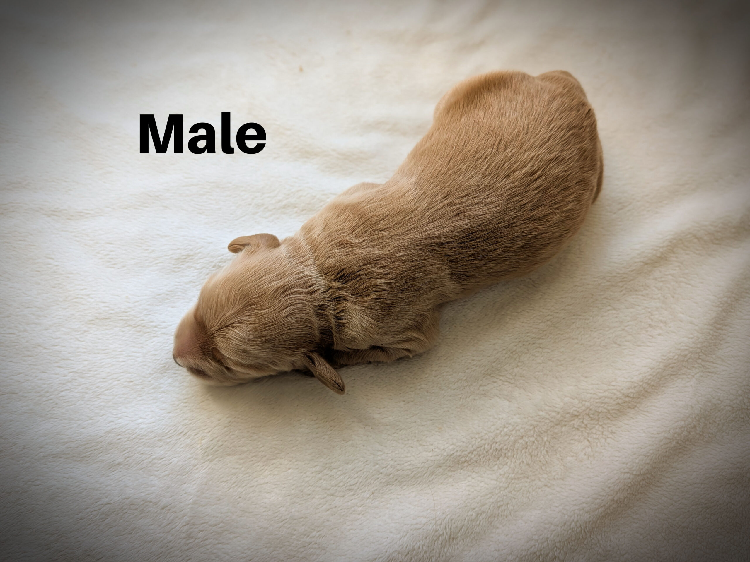 Male2aa
