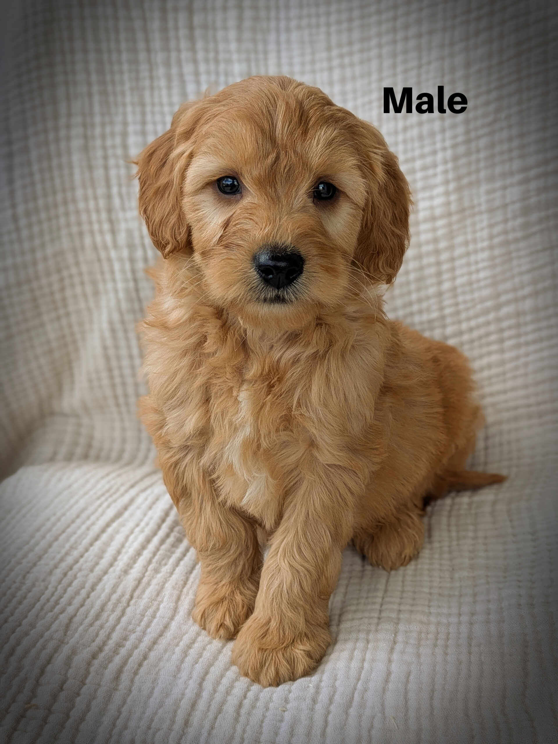 Male2aa,jpg