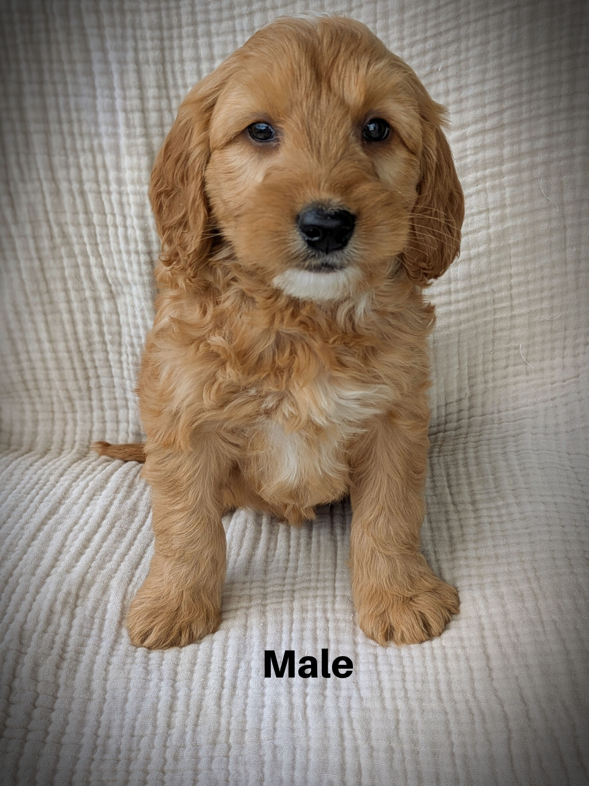 Male3aa