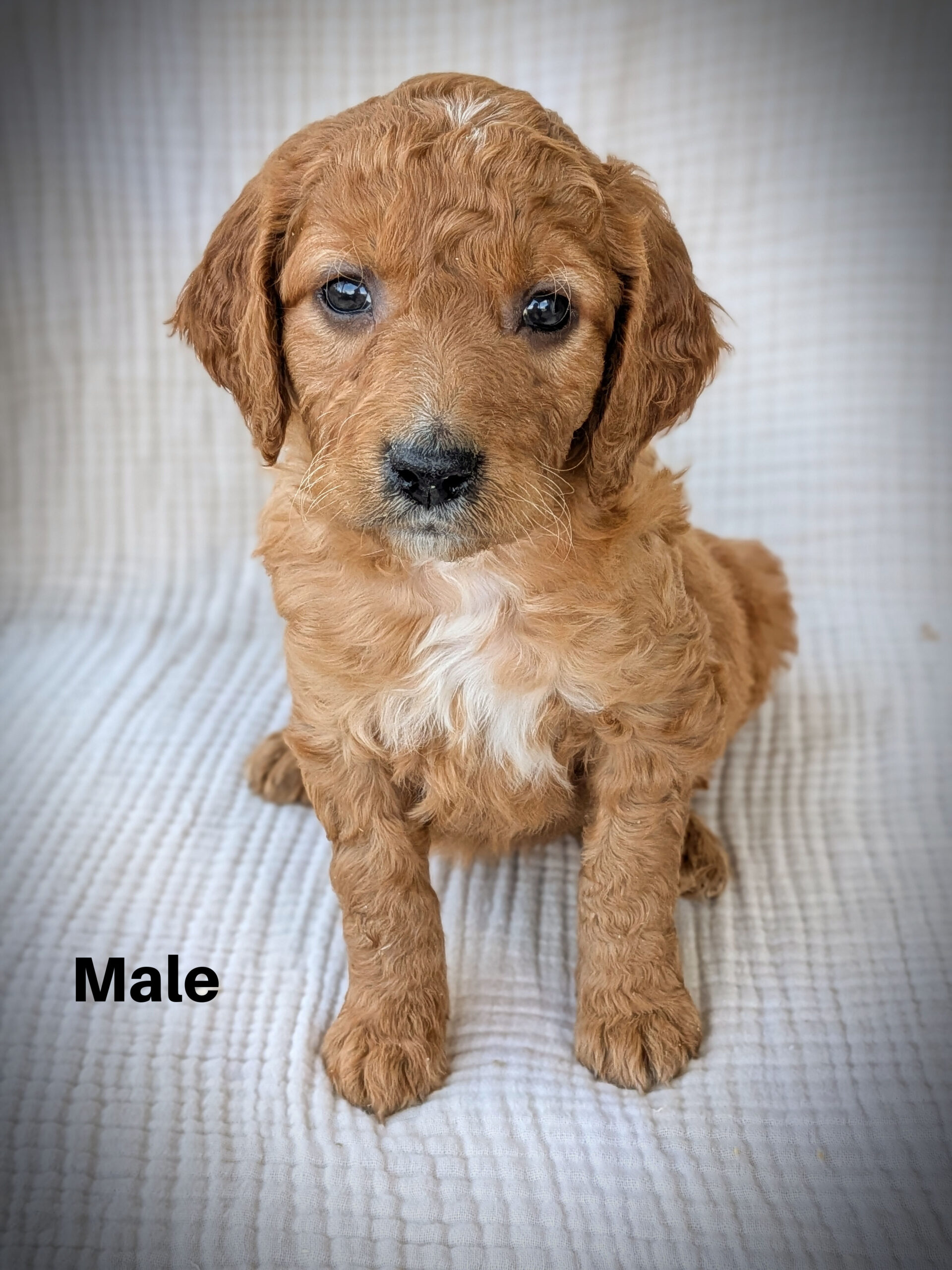 Male3aa