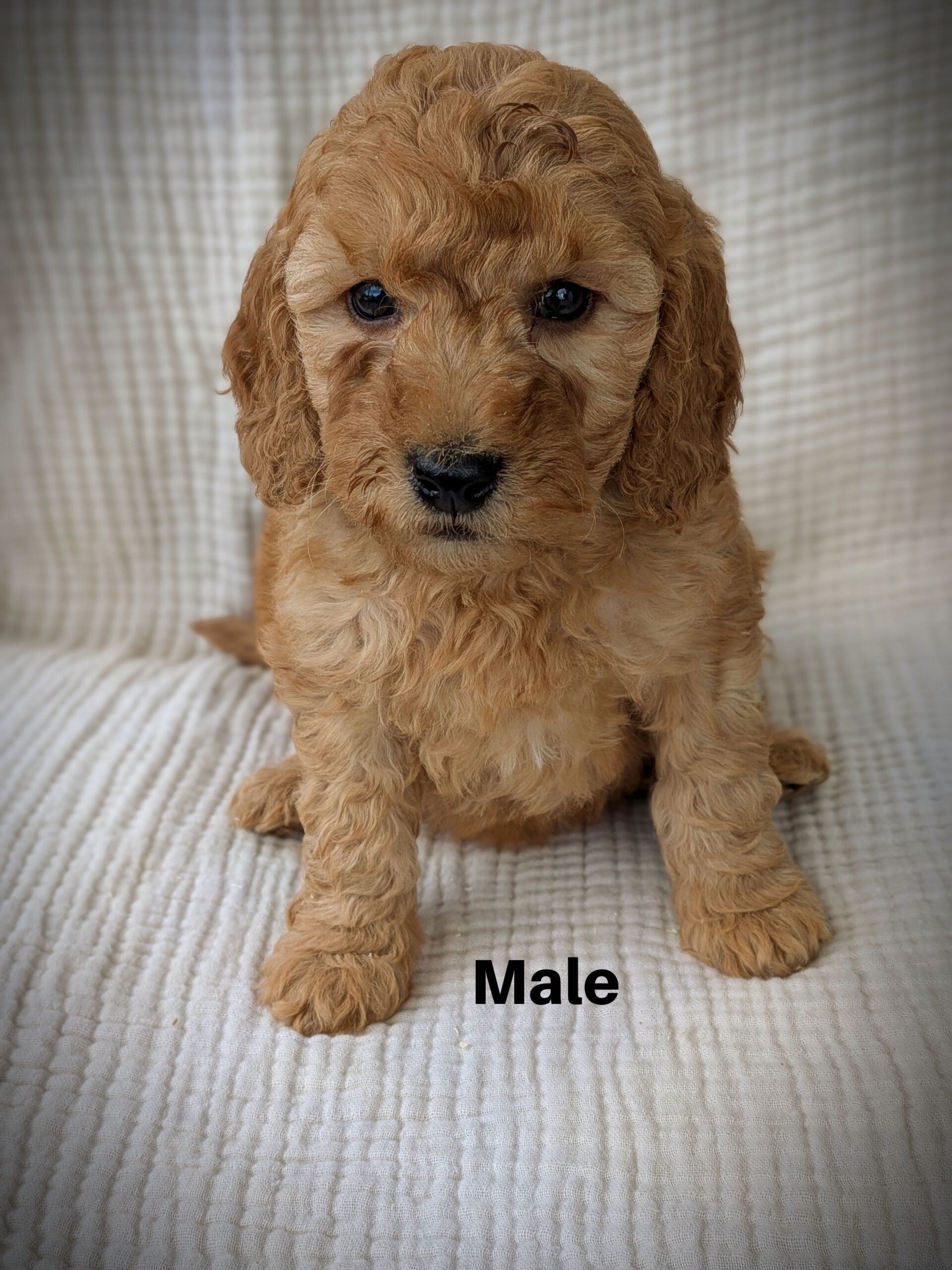 Male4aa