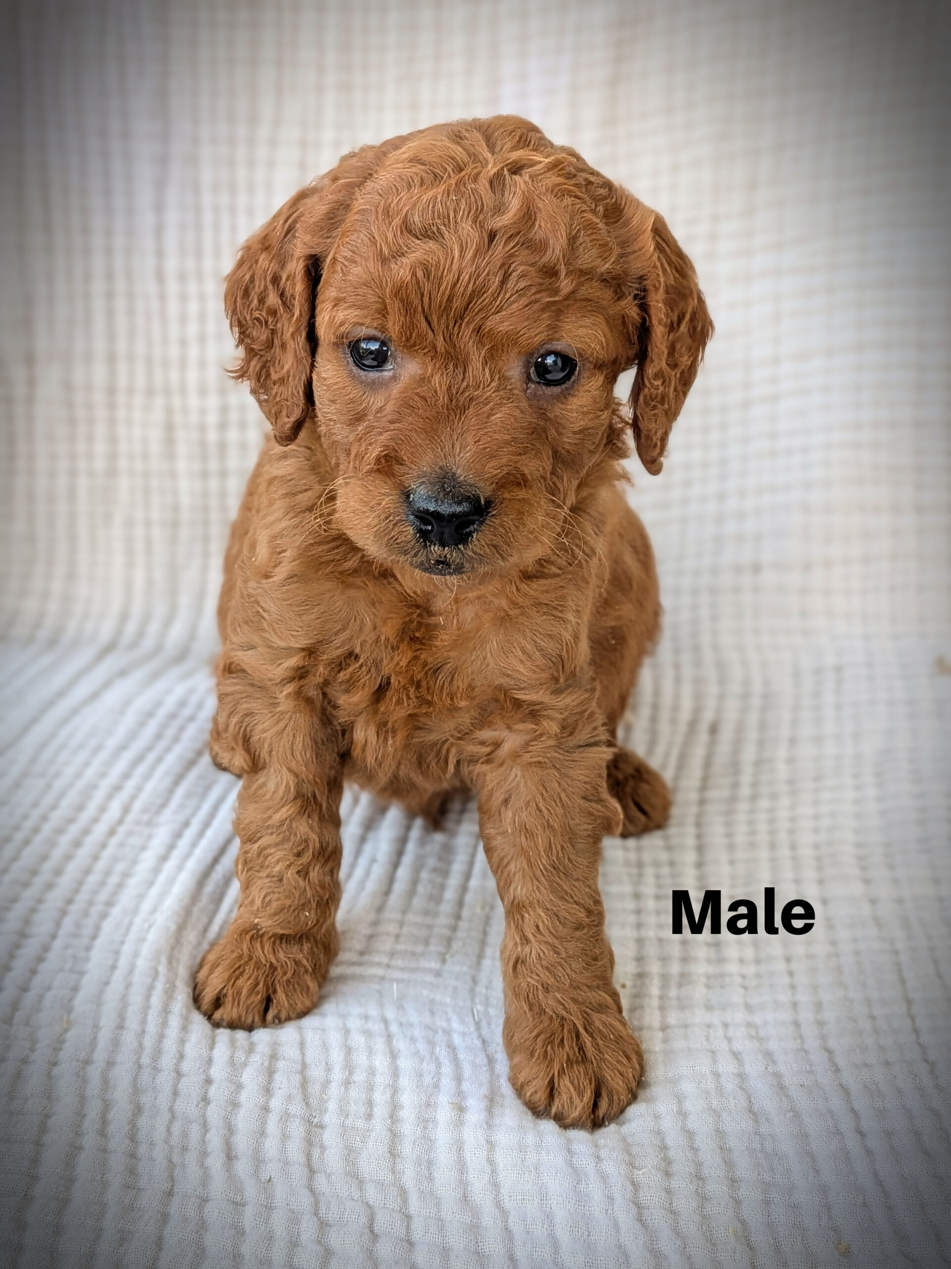 Male4aa