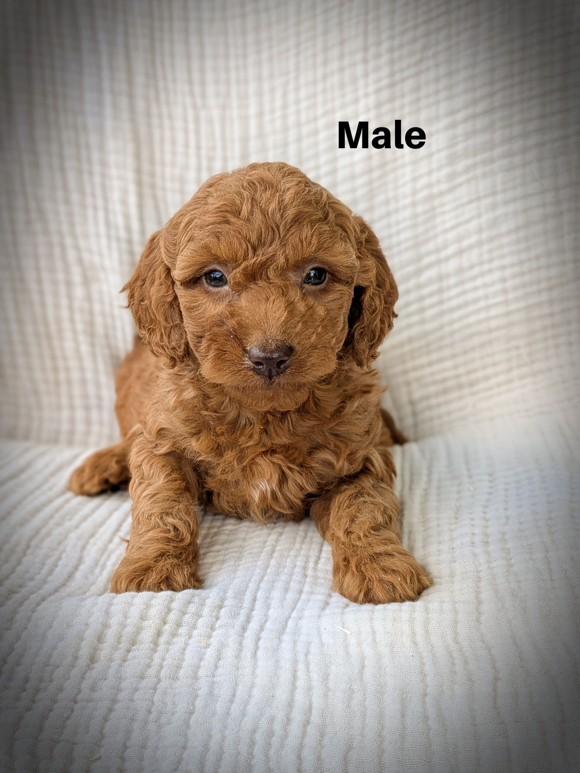 Male6aa